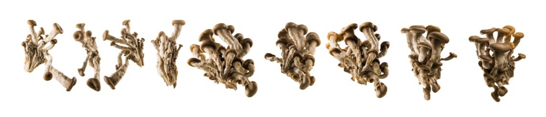 champignons on white background
