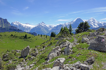 Fototapeta na wymiar schynige platte, berner alpen, schweiz 