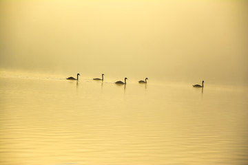 nature, desktop background, Board background, fog, sun, swans, white, lake, green, water, autumn, trees