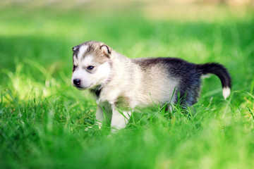 Naklejka na ściany i meble Siberian husky puppy on green grass.