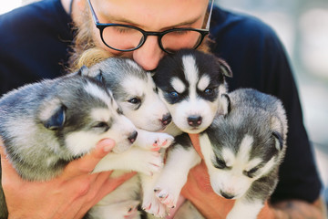Fototapeta premium Puppies Siberian Husky. Litter dogs in the hands of the breeder. Little puppies.