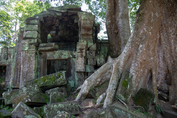 Obraz premium Ta Prohm Angkor Wat Cambodia. The ancient temple of Ta Prohm at Angkor Wat, Cambodia where roots of the jungle trees intertwine with the masonry of these ancient structures producing surreal world.