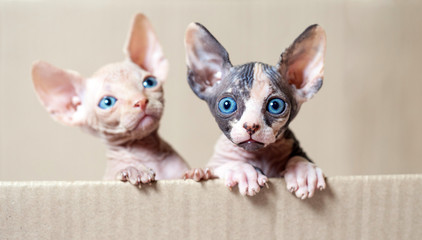 Hairless sphinx cats.