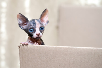 Hairless sphinx cat.