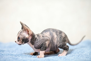 Hairless sphinx cat.