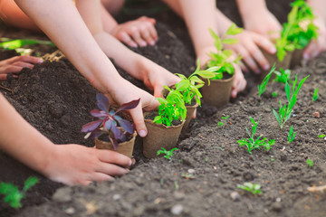 Children's hands planting young tree on black soil together as the world's concept of rescue