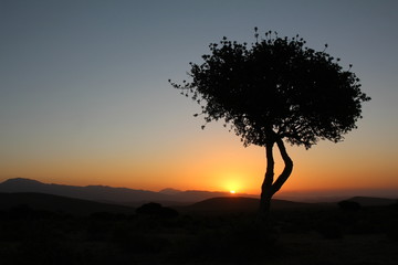A lone tree silhouetted against an orange Karoo sunset.