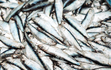 Fototapeta premium Fish sprats at the fish market. Fresh organic fish.