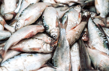 Fresh fish in the store.