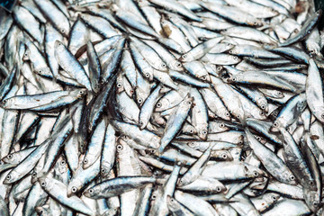 Fish sprats at the fish market. Fresh organic fish.