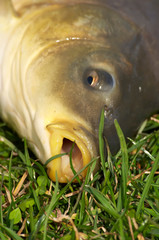 Carp portrait