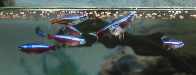 Tetra neon and lemon fodder at the surface.