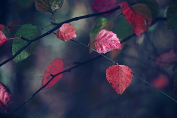 the colorful leaves plant