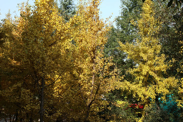 Fototapeta premium Autumn ginkgo trees1