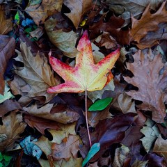 the colorful leaf 
