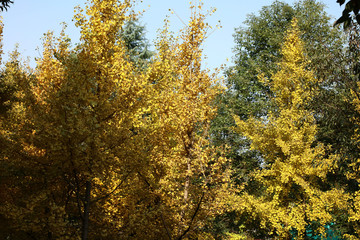  Autumn ginkgo trees1