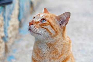 Close up of a cute, young cat
