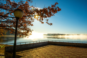 nature, desktop background, Board background, fog, sun, swans, white, lake, green, water, autumn, trees