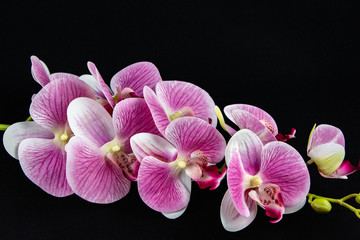 Fototapeta na wymiar pink orchids on black background