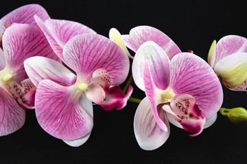 pink orchids on black background