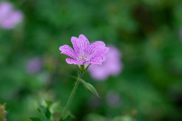 Blüte Storchenschnabel