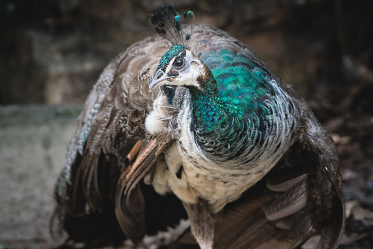 a peahen ready to open its wings