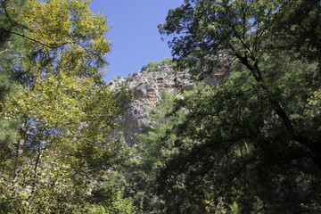 A mountain seen between two trees with a blue sky above