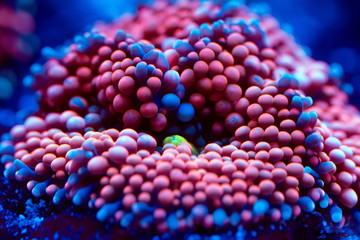 Anemones. Corals in a marine aquarium.