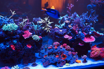 Obraz na płótnie Canvas Corals in a Marine Aquarium.