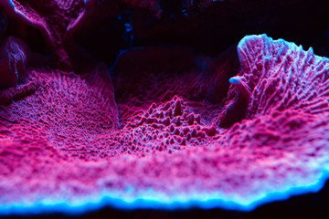 Corals in a marine aquarium.