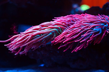 Naklejka na ściany i meble Anemones. Corals in a marine aquarium.
