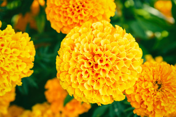 Flower marigold on natural background