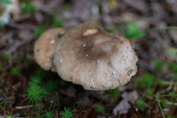 mushroom in forest