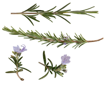 a collection of rosemary leaves isolated on a white background