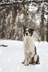 Border collie outside in the forest at winter. Dog in snow.