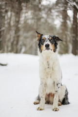 Border collie outside in the forest at winter. Dog in snow.