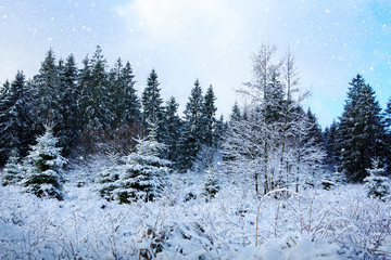 Winter landscape with snow covered fir trees and blue sky.