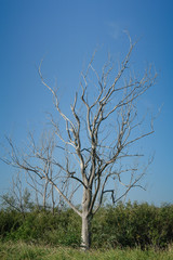 Dry tree on blue sky background