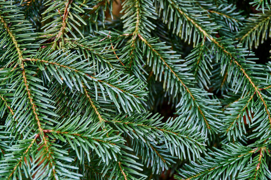 Green needles on the Caucasian fir branches (Abies nordmanni&aacute;na). Closeup of branches with needles. Daylight. Natural texture for design