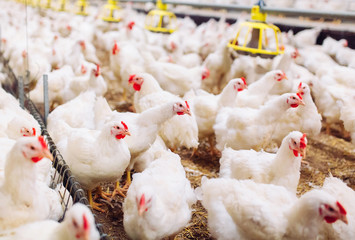 Indoors chicken farm, chicken feeding © davit85