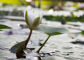 Blooming white lotus in natural environment