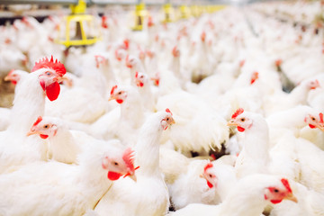 Indoors chicken farm, chicken feeding