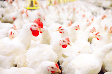 Indoors chicken farm, chicken feeding © davit85