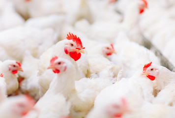 Indoors chicken farm, chicken feeding © davit85