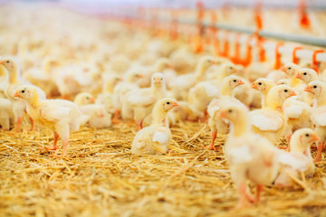 Indoors chicken farm, chicken feeding © davit85