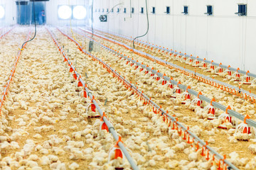 Indoors chicken farm, chicken feeding