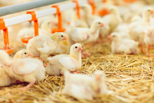Indoors chicken farm, chicken feeding