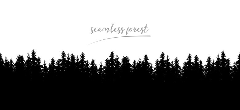 Realistic seamless illustration of silhouettes of coniferous spruce or fir forest, isolated on white background