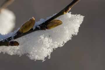 branch with buds under the snow