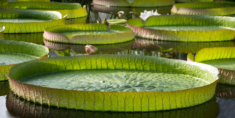 Victoria amazonica.Big water lily in water